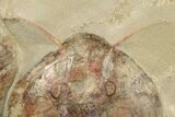 Two, Large Megistaspis Trilobites With Antennae & Gut Traces! #190168-1